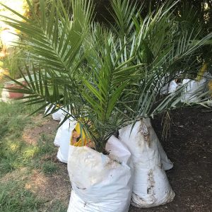 venta de palmeras phoenix