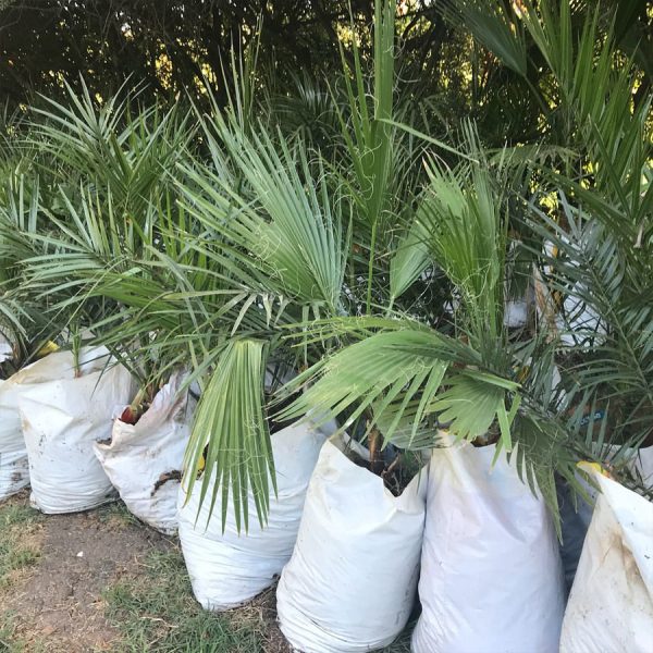venta de palmeras washingtonia